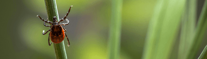 Planuojantiems savaitgalį vykti į gamtą: ką daryti, jei įsisiurbė pirmoji erkė šį sezoną?