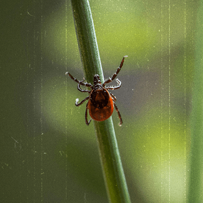 Planuojantiems savaitgalį vykti į gamtą: ką daryti, jei įsisiurbė pirmoji erkė šį sezoną?