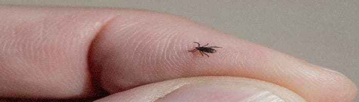 Erkės įkandimas - kaip atrodo ir kokių veiksmų imtis?