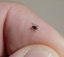 Erkės įkandimas - kaip atrodo ir kokių veiksmų imtis?